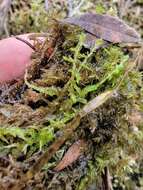 Imagem de Sphagnum platyphyllum Warnstorf 1884