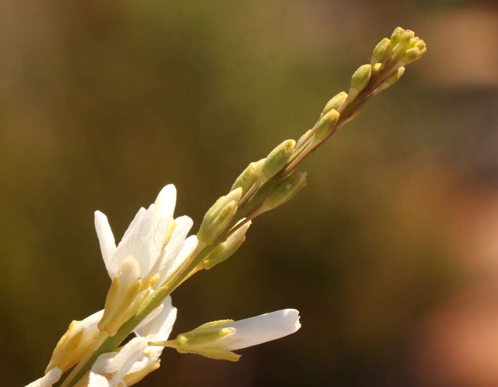 Image of Heliophila glauca Burch. ex DC.