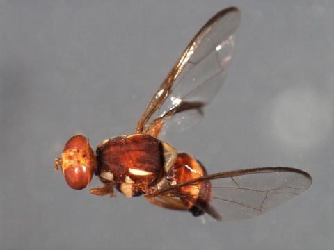 Image of Fruit fly