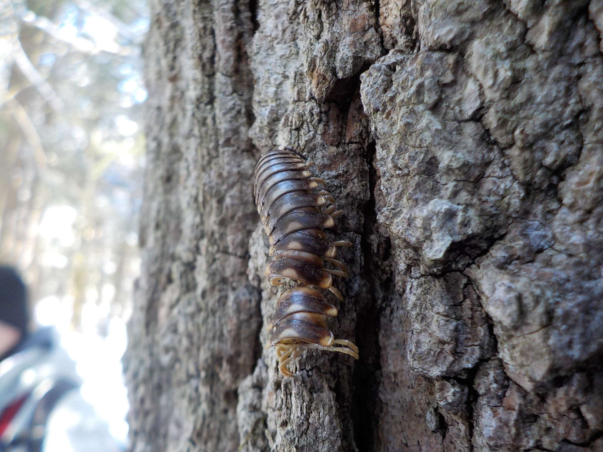 Sivun Rudiloria trimaculata trimaculata (Wood 1864) kuva