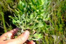 Image of Centella montana (Cham. & Schltdl.) Domin