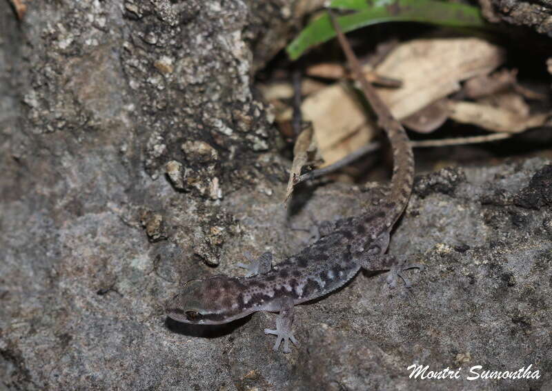 Image de Dixonius hangseesom Bauer, Sumontha, Grossmann, Pauwels & Vogel 2004