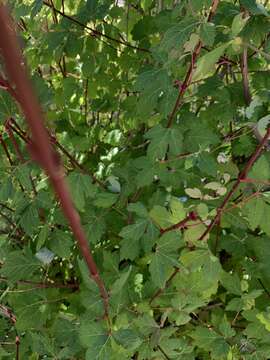 Image of New Mexico maple