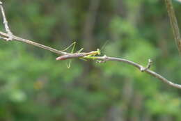 Слика од Callimantis antillarum Saussure 1859
