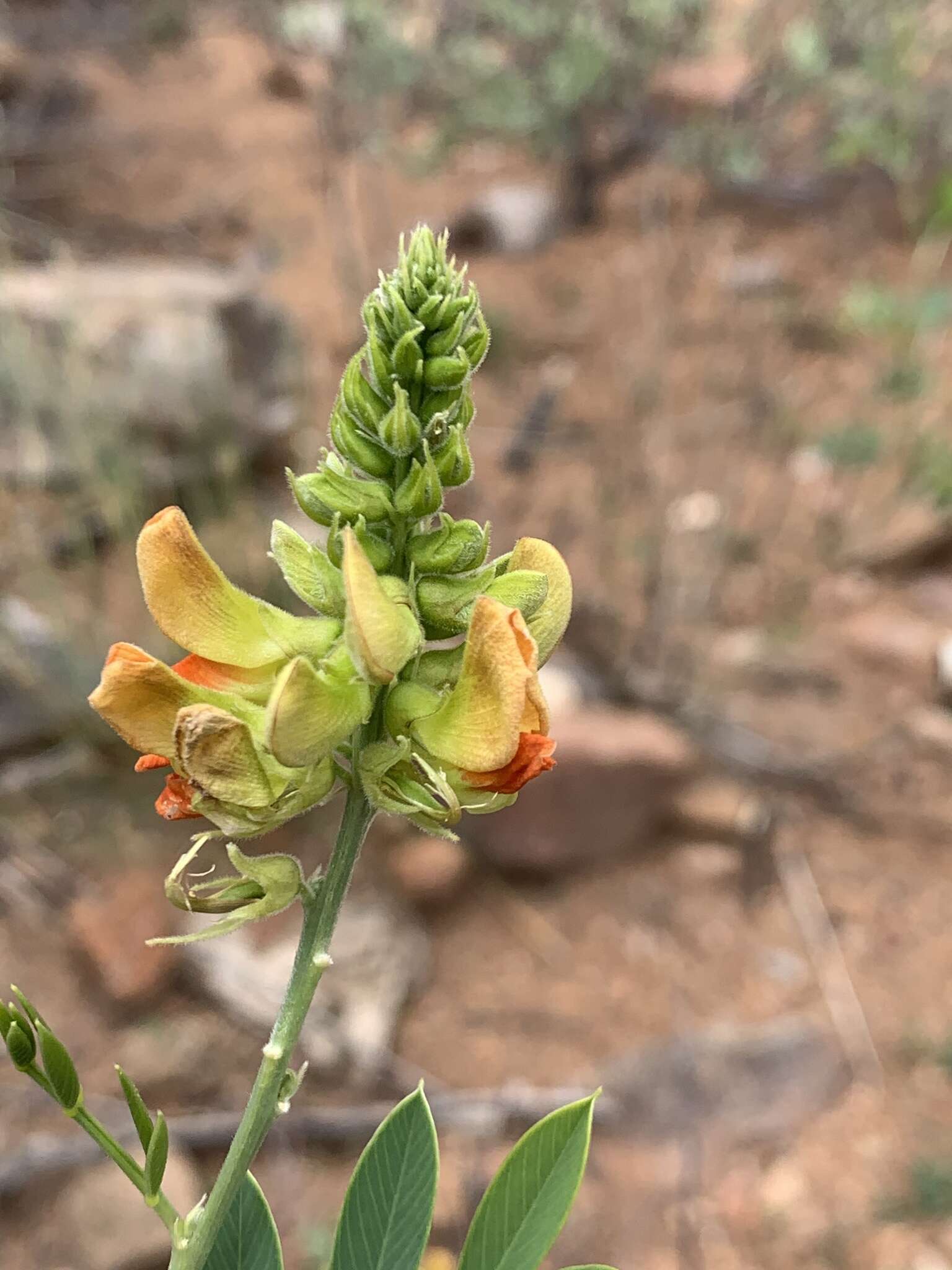 Imagem de <i>Tephrosia zoutpansbergensis</i>