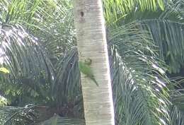 Image of Hispaniolan Conure