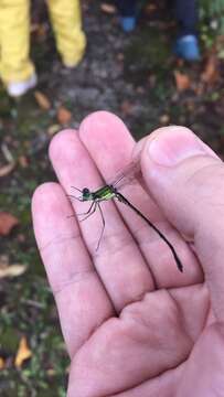 Image of Lestes temporalis Selys 1883