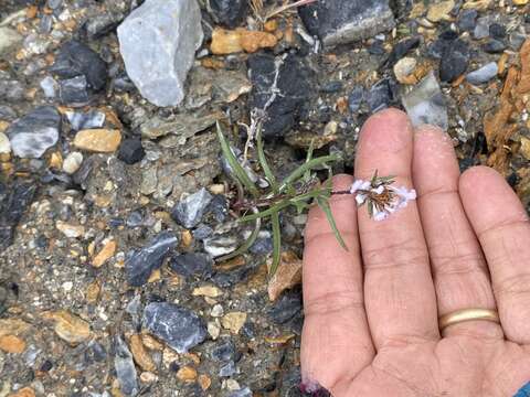 صورة Symphyotrichum yukonense (Cronq.) G. L. Nesom