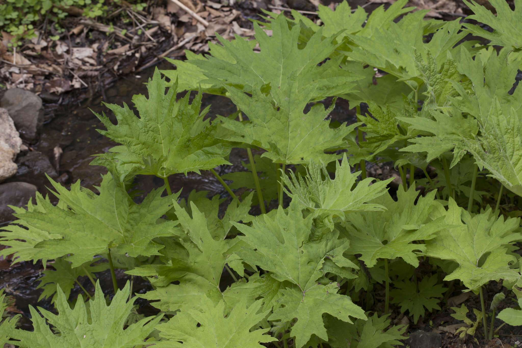 Petasites tatewakianus Kitam.的圖片