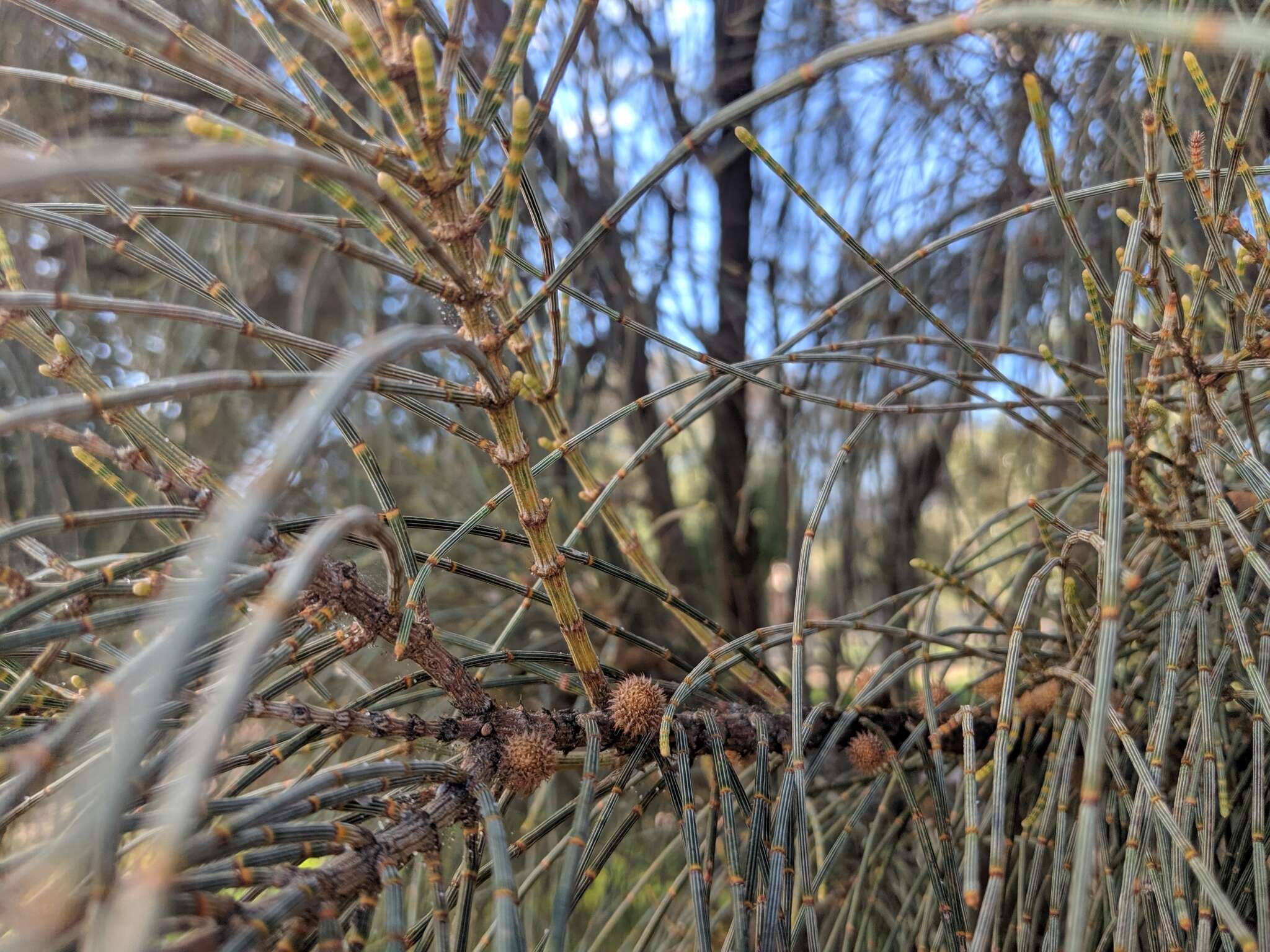 Image of drooping she-oak