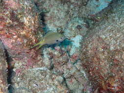 Image of Northern yellow-spotted Chromis