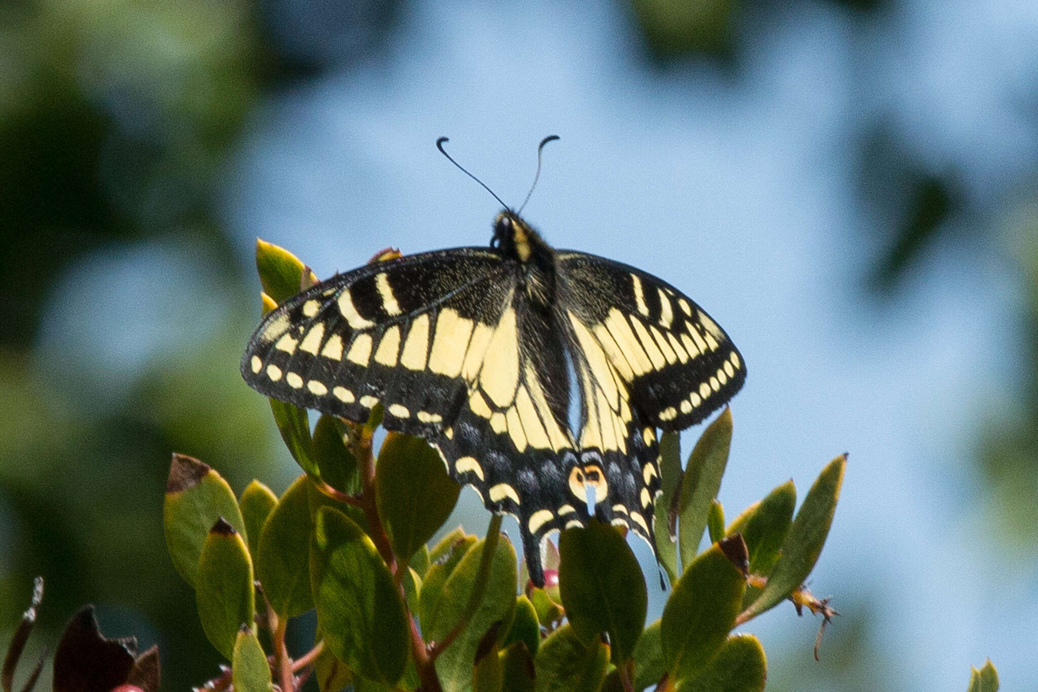 Image of Anise Swallowtail
