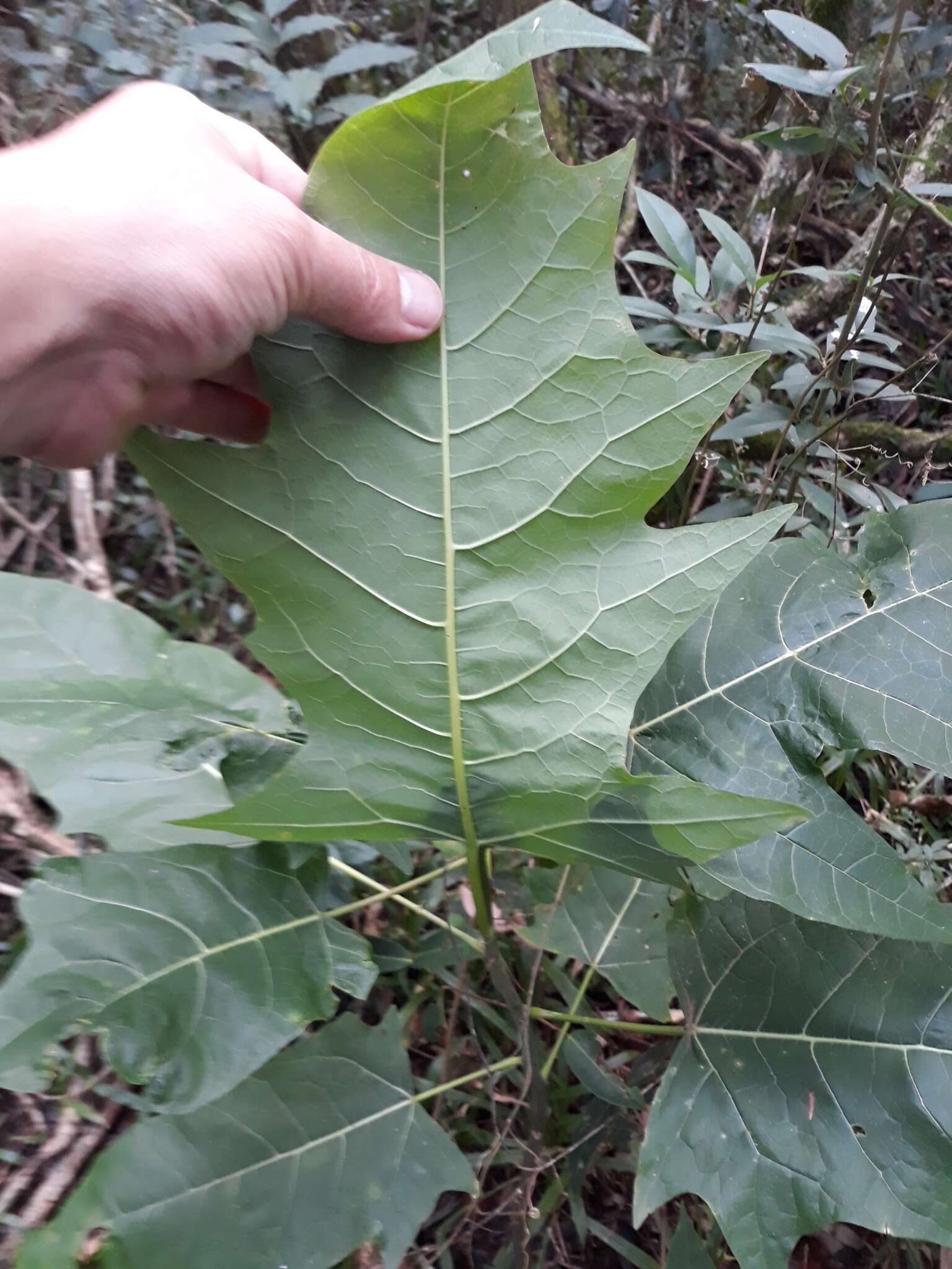 Image of oakleaf carica