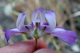 صورة Collinsia concolor Greene.