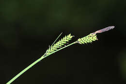 Image of Carex augustinowiczii Meinsh.