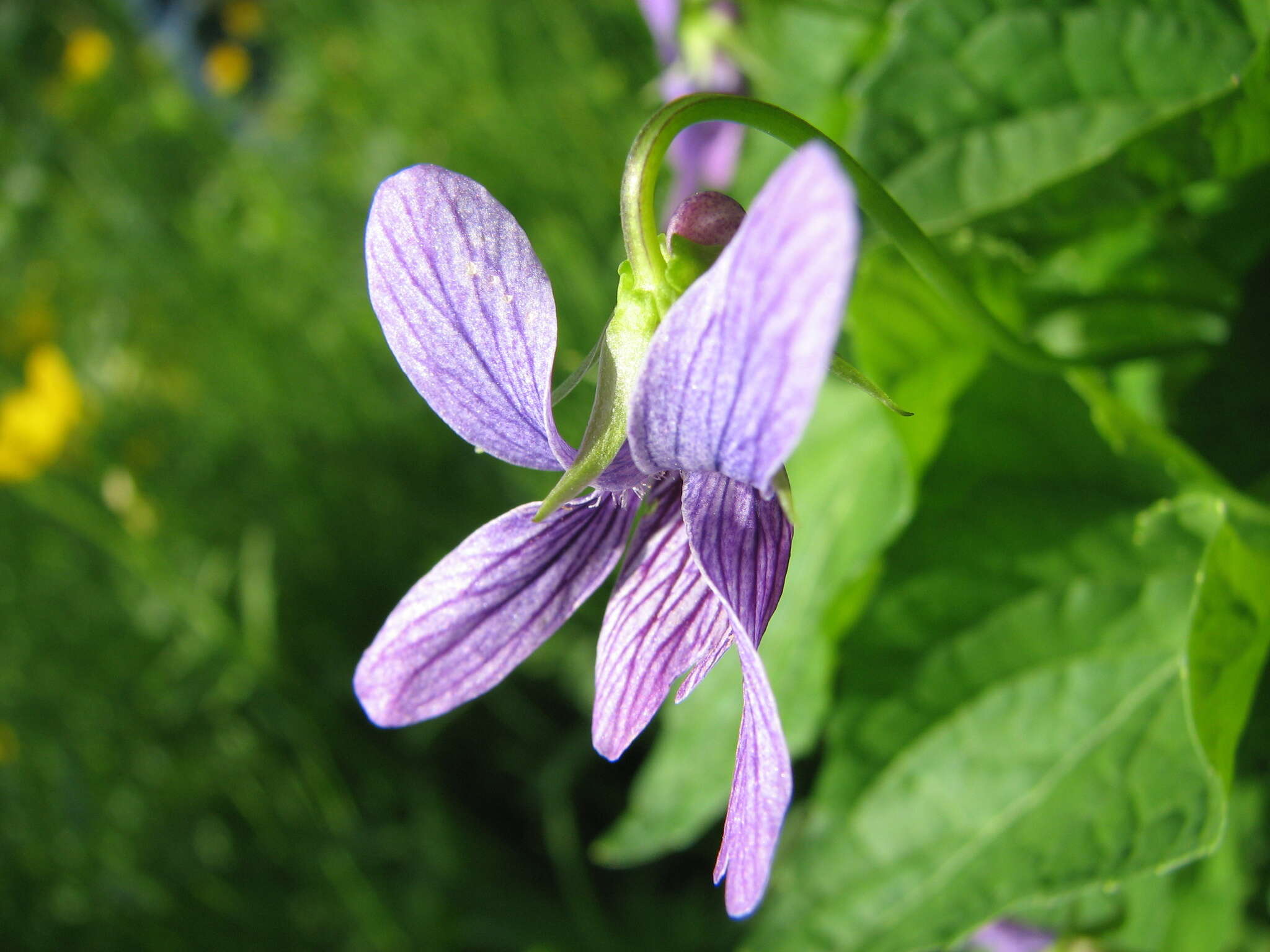 Слика од Viola langsdorfii subsp. sachalinensis W. Becker