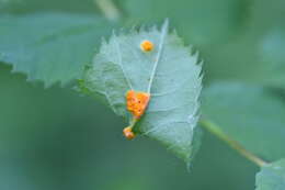 Image of Phragmidium mucronatum (Pers.) Schltdl. 1824