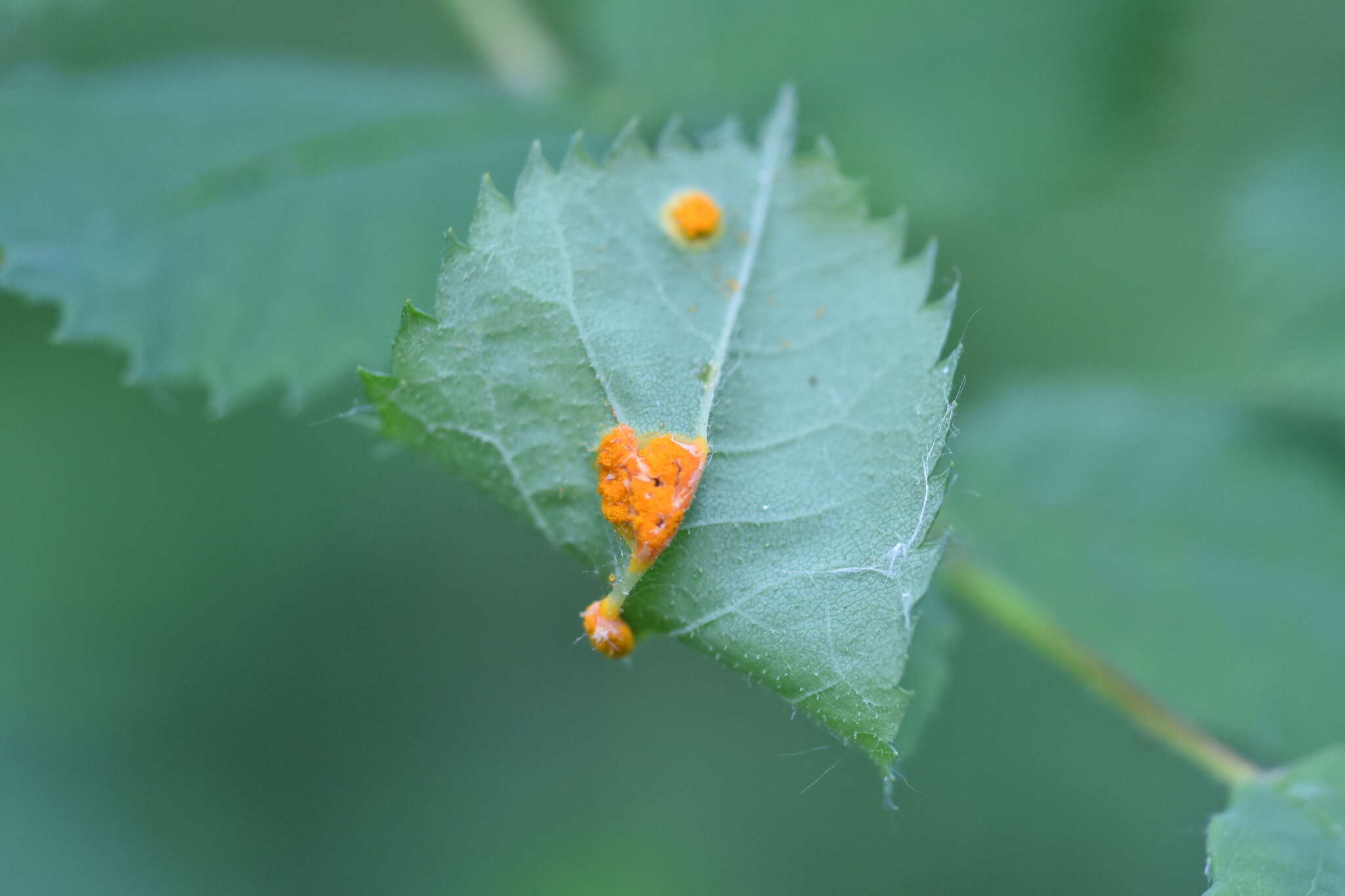 Image of Phragmidium mucronatum (Pers.) Schltdl. 1824