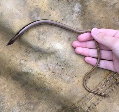 Image of Peloponnese slow worm