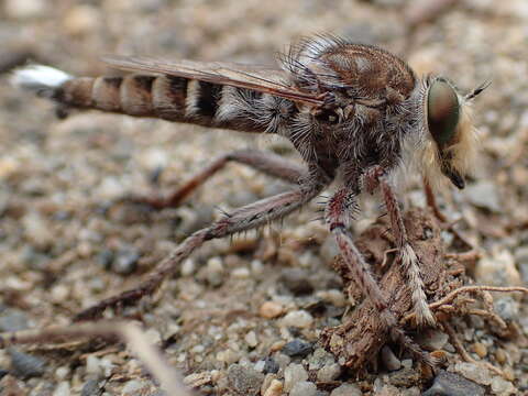 صورة Promachus dimidiatus Curran 1927