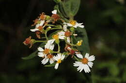 Image of Alloispermum caracasanum (Kunth) H. Rob.