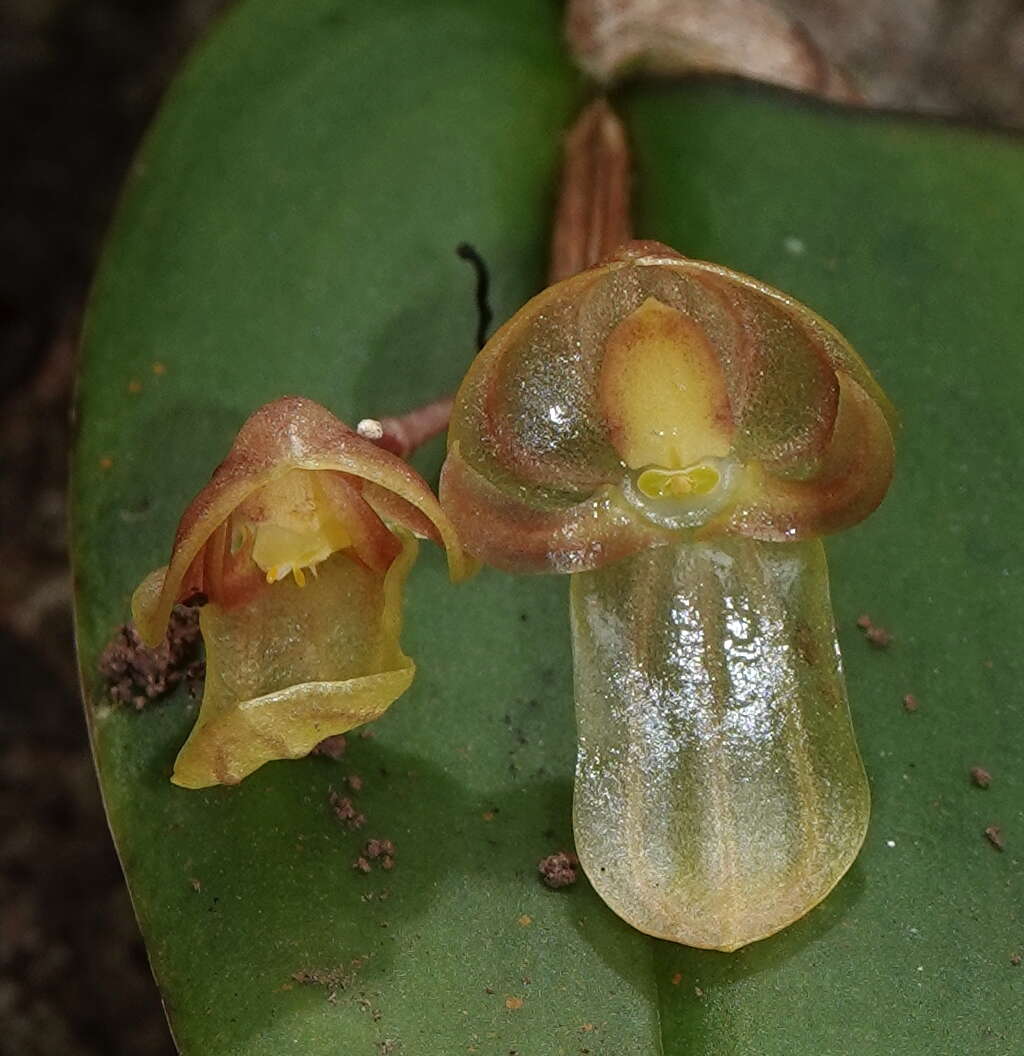 Image of Pleurothallis octavioi Luer & R. Escobar