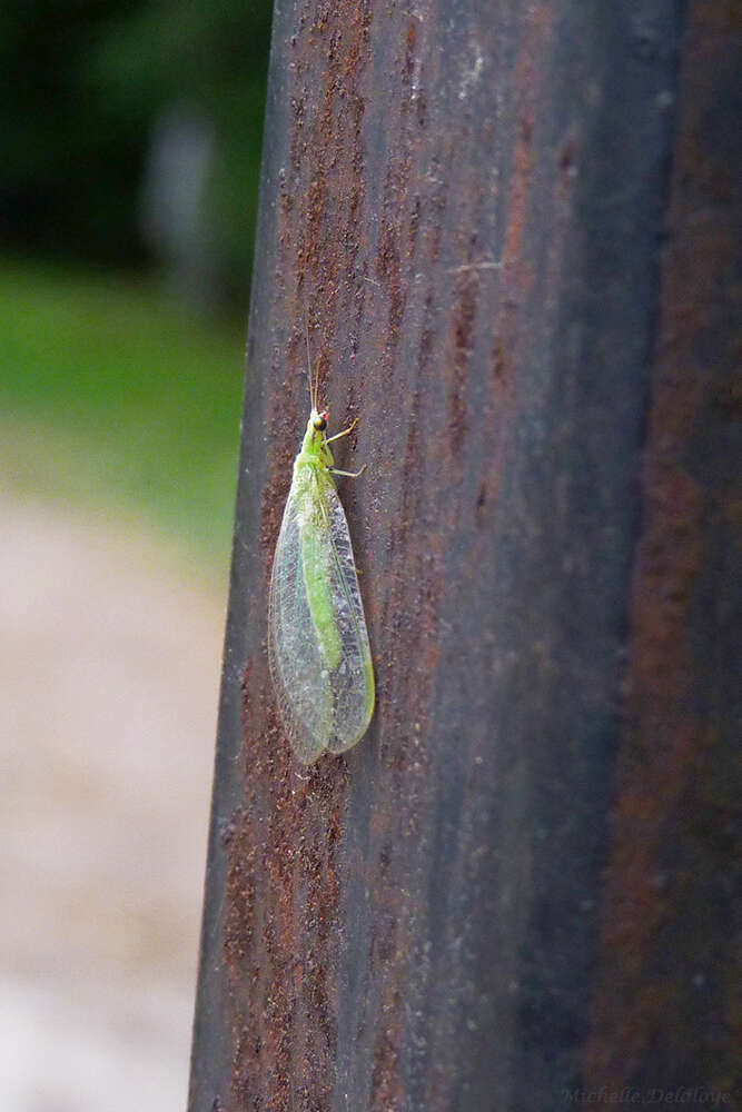 Image of Green lacewing