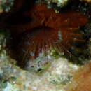Image of variegated fanworm
