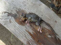 Image of Common Forest Dormouse