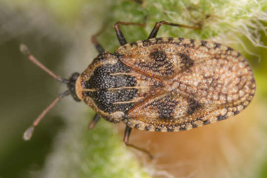 Image of Lace bug