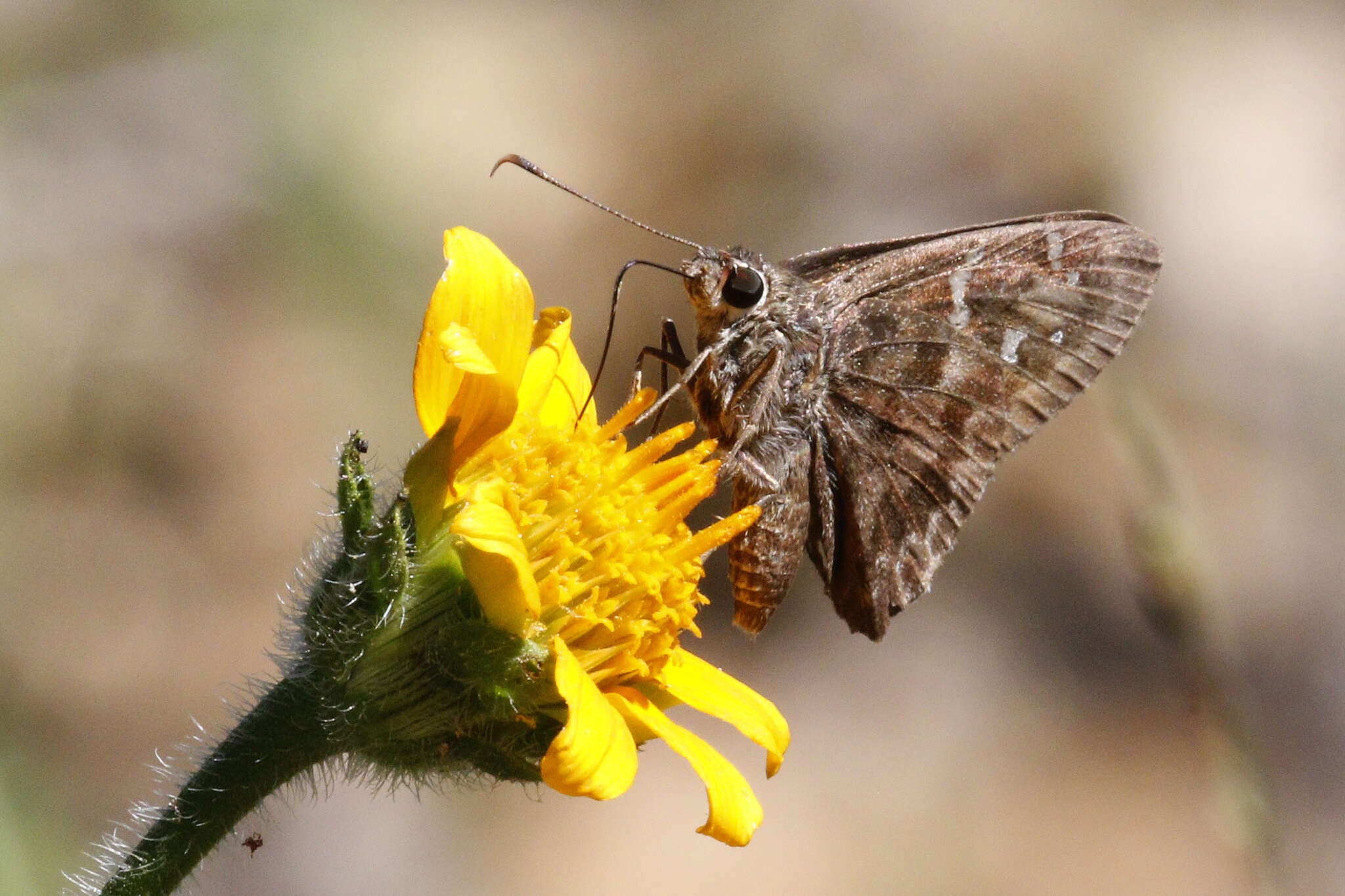 Image of Acacia Skipper