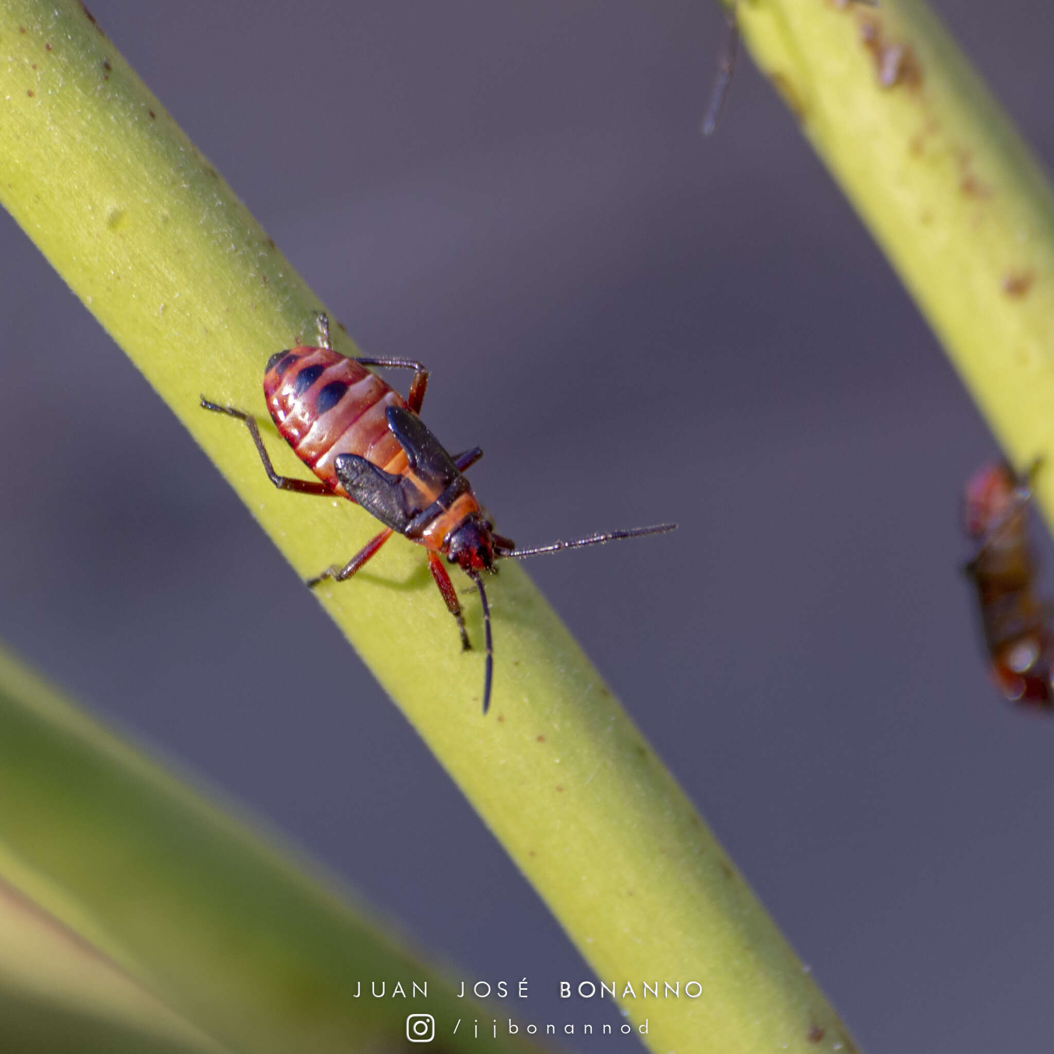 صورة Oncopeltus (Erythrischius) unifasciatellus Slater & J. A. 1964