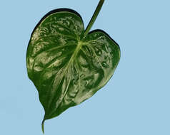 صورة Alocasia cucullata (Lour.) G. Don