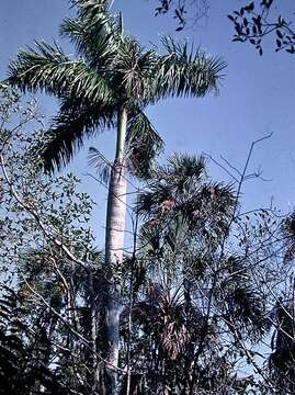 Image of Cuban Royal Palm