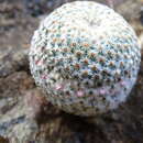 Image of Mammillaria huitzilopochtli subsp. huitzilopochtli