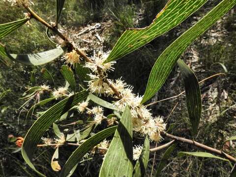 Imagem de Hakea laevipes subsp. laevipes