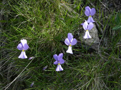 Imagem de Viola corsica subsp. ilvensis (W. Becker) Merxm.