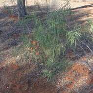 Image de Eremophila longifolia (R. Br.) F. Muell.