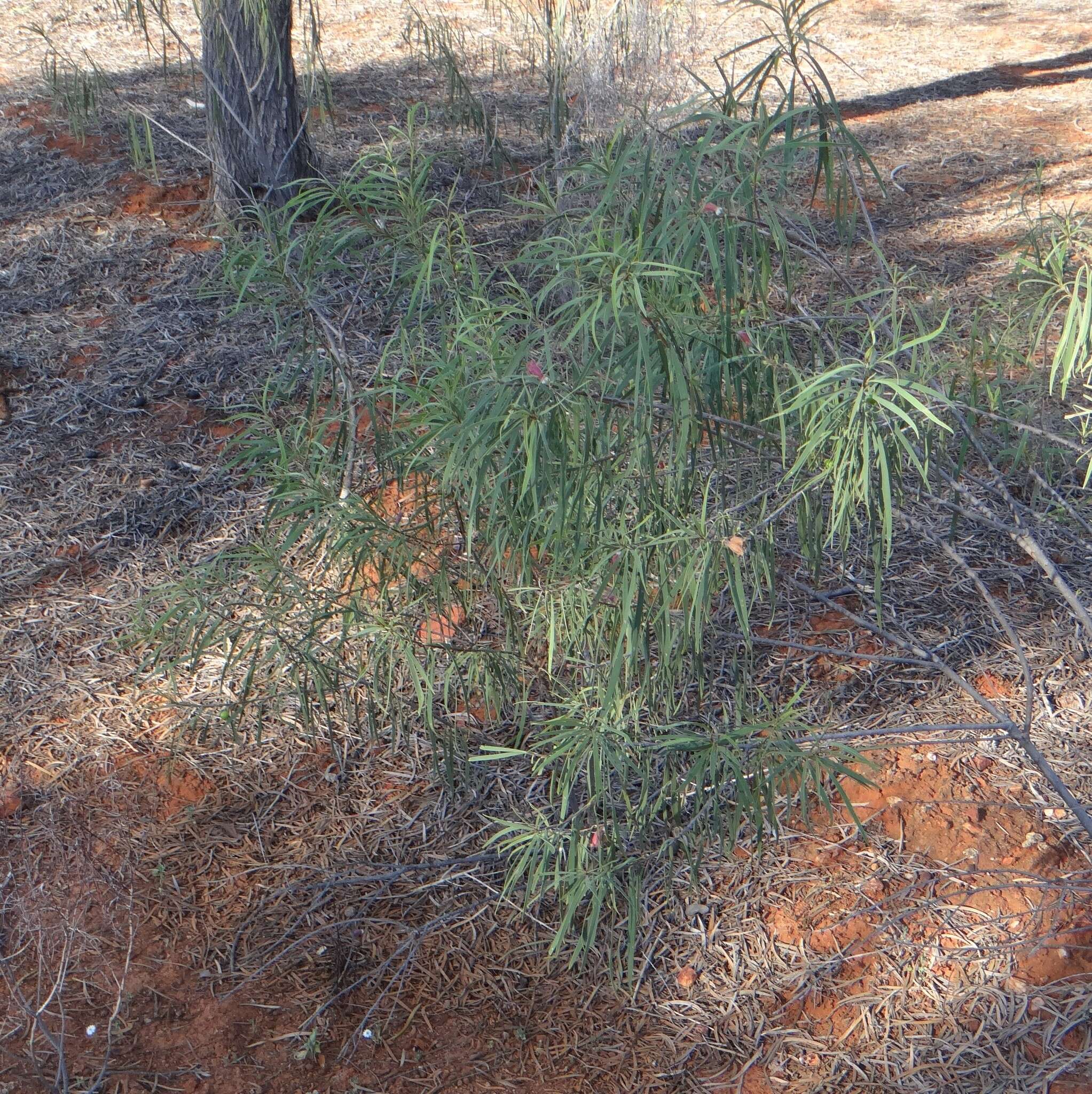 Слика од Eremophila longifolia (R. Br.) F. Muell.