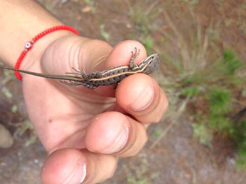 Sceloporus bicanthalis Smith 1937 resmi