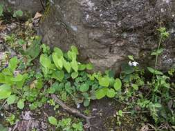 Image of Epimedium diphyllum Lodd.