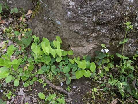 Image of Epimedium diphyllum Lodd.