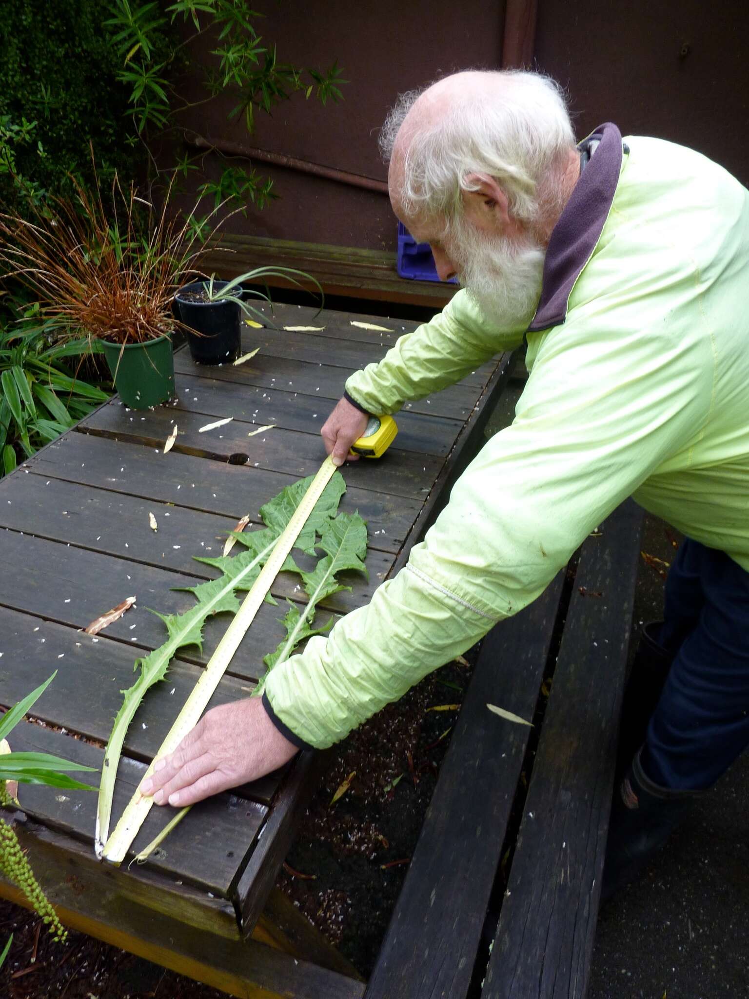 Image of Common Dandelion