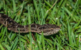 Bothrops pubescens (Cope 1870) resmi