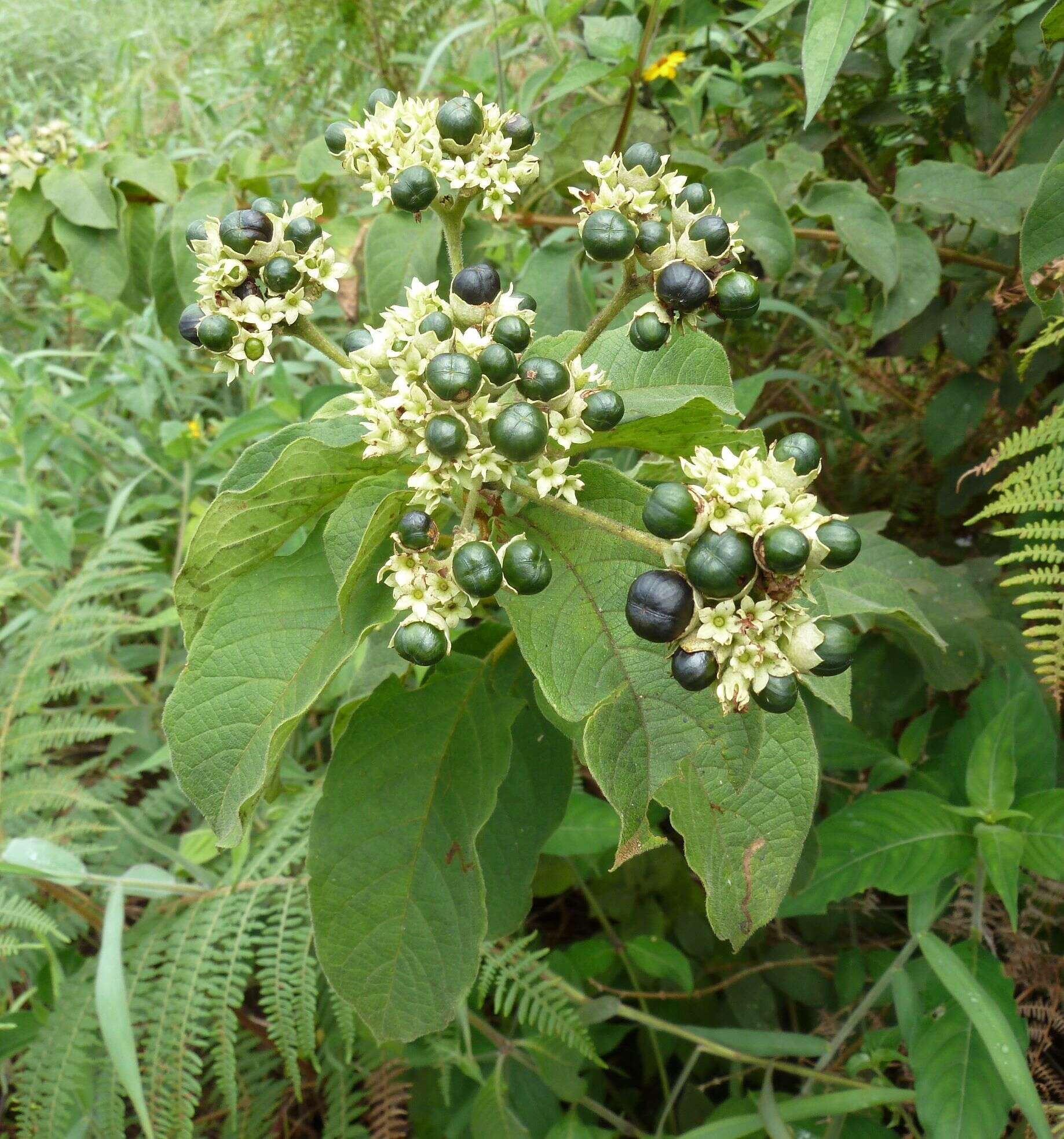 Imagem de Clerodendrum polycephalum Baker