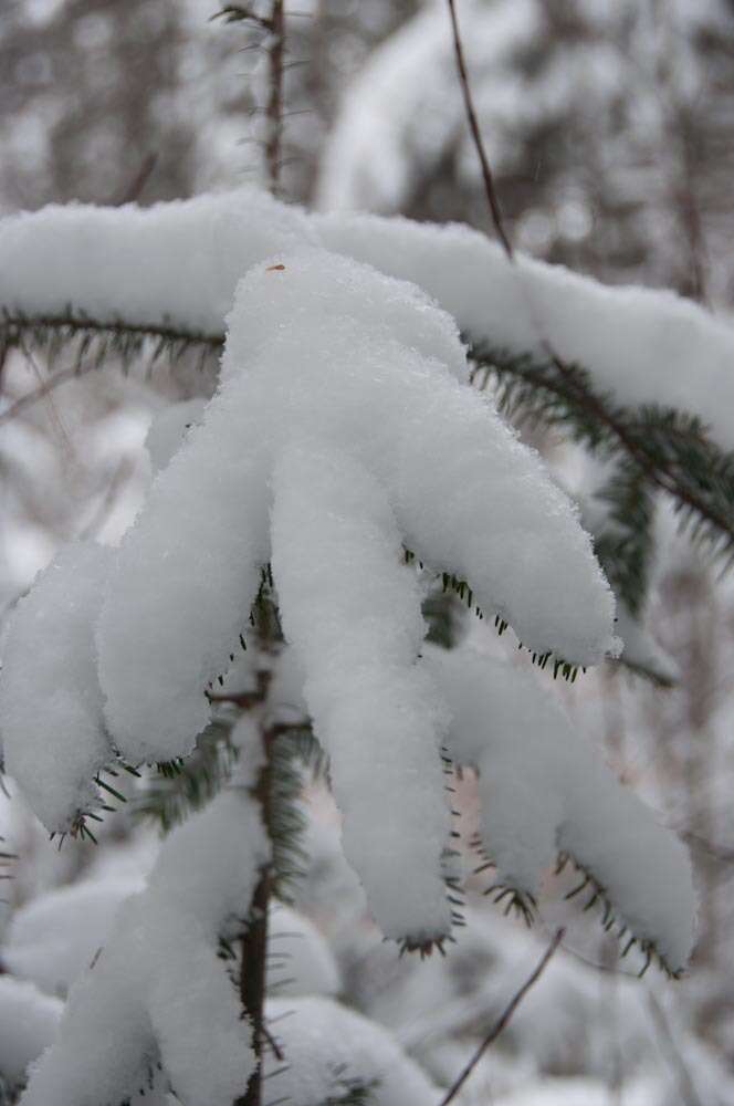 Imagem de Abies balsamea (L.) Mill.