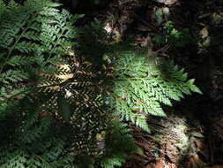 Image of hare's-foot fern