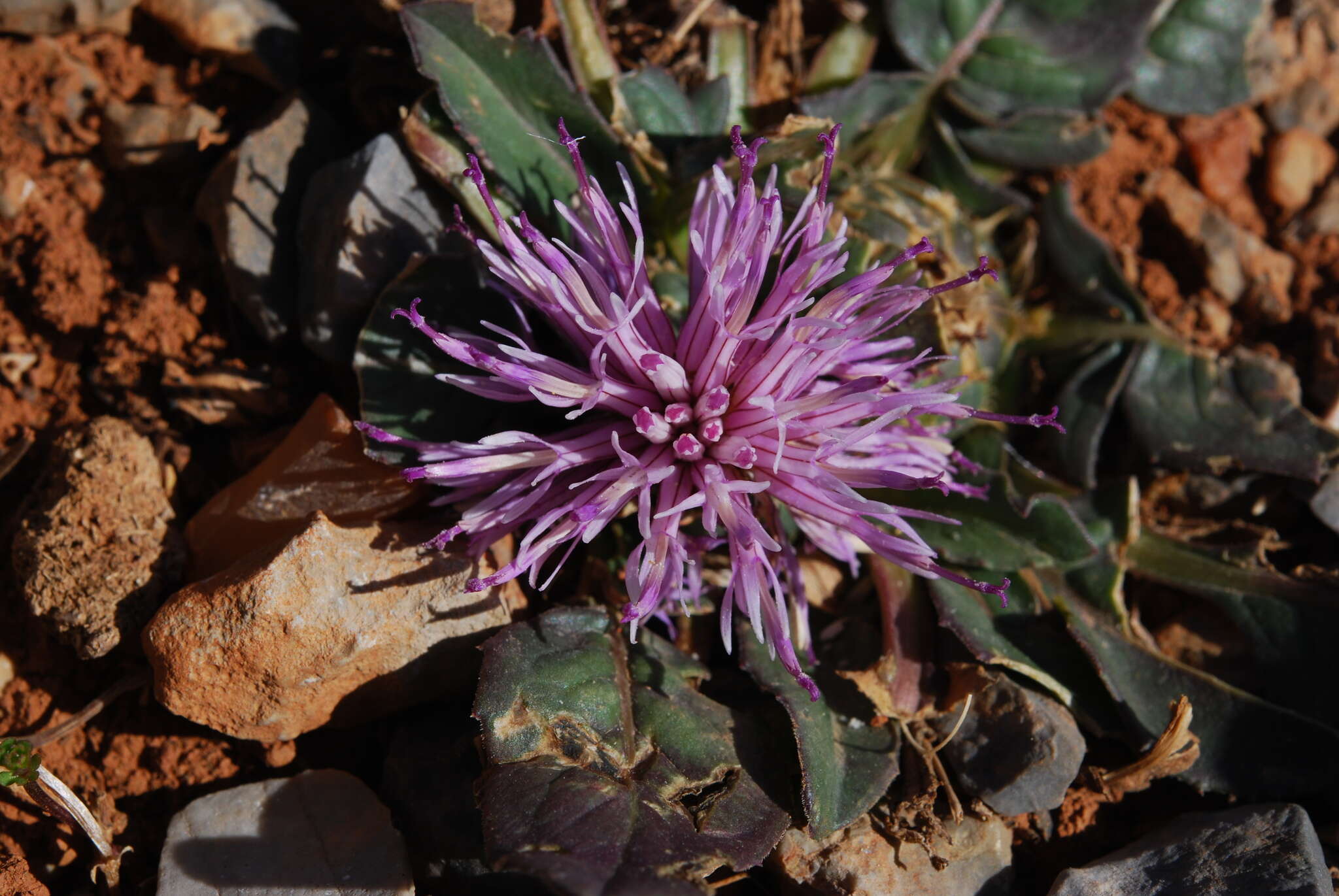 Image of Centaurea raphanina subsp. raphanina