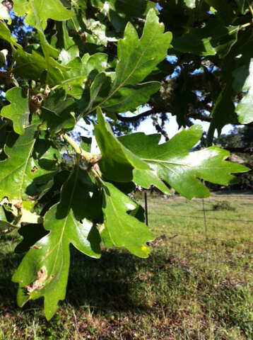 Image of Brewer Oak