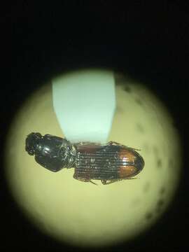 Sivun Clivina (Paraclivina) bipustulata (Fabricius 1798) kuva